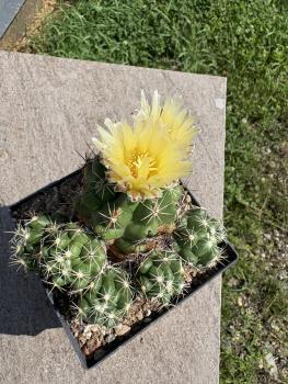 Preview: Thelocactus leucacanthus